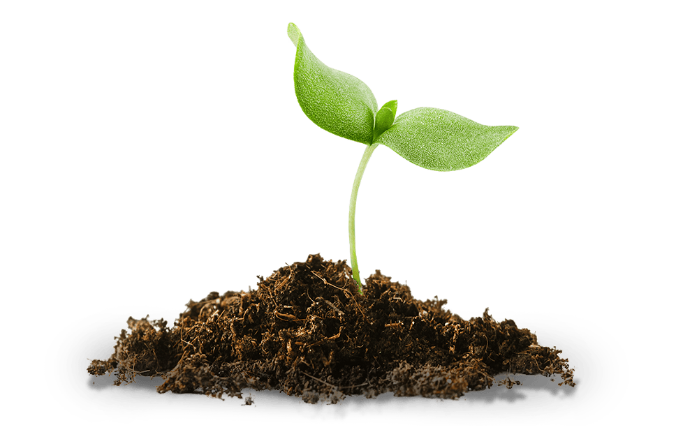 start-your-journey-keys-plant